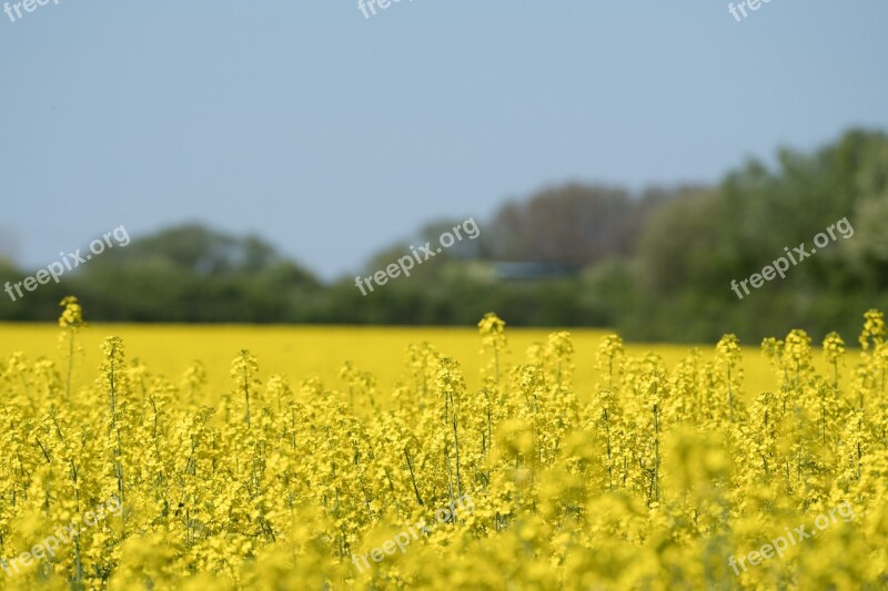 Oilseed Rape Field Yellow Landscape Field Of Rapeseeds