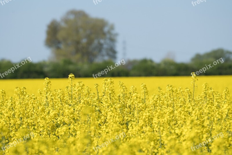 Oilseed Rape Field Yellow Landscape Field Of Rapeseeds