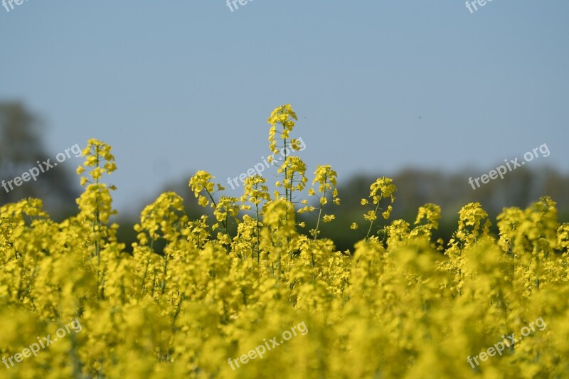 Oilseed Rape Field Yellow Landscape Field Of Rapeseeds