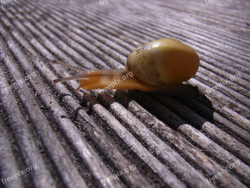 Snail Shell Crawl Close Up Snail Shell