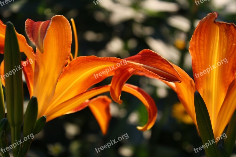 Daylily Summer Evening Light Blossom Bloom