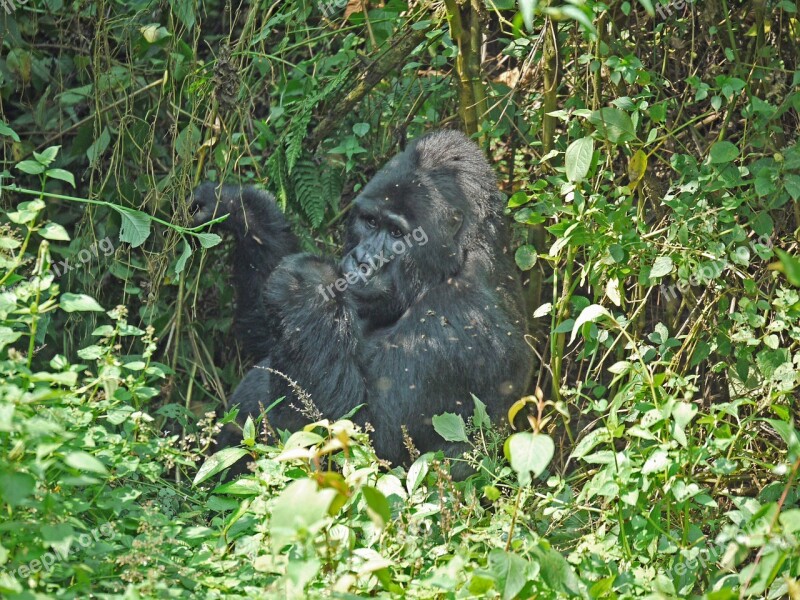 Gorilla Silverback Uganda Monkey Ape