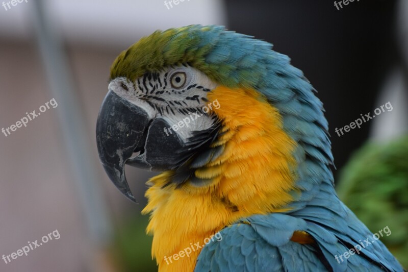 Animal Aviary Beak Bird Colorful