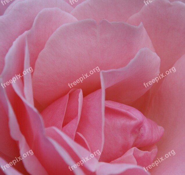 Rose Blossom Bloom Pink Rose Free Photos