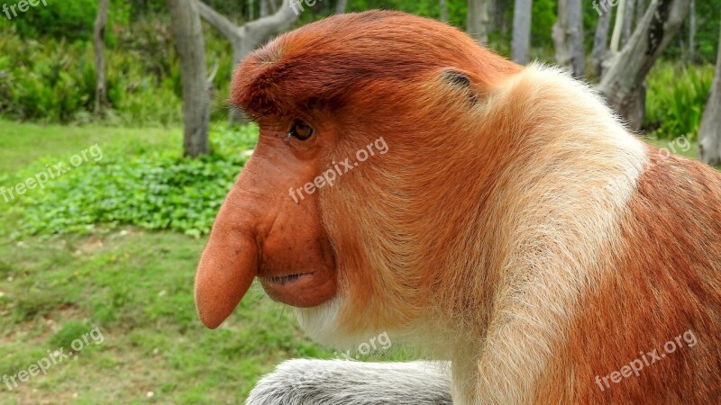 Borneo Sepilok Proboscis Monkey Free Photos