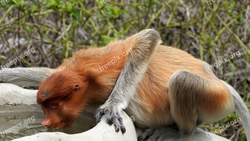 Borneo Sepilok Proboscis Monkey Free Photos