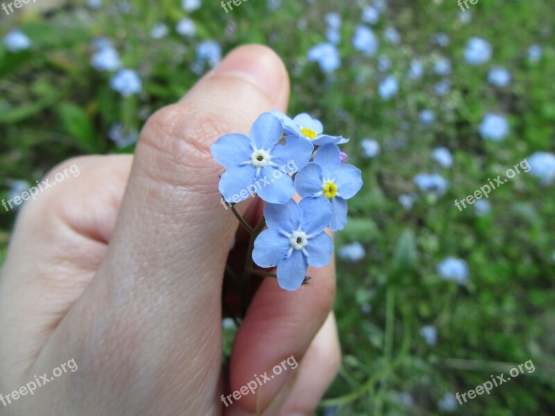 Forget-me-not Flowers Blue Hand Fingers