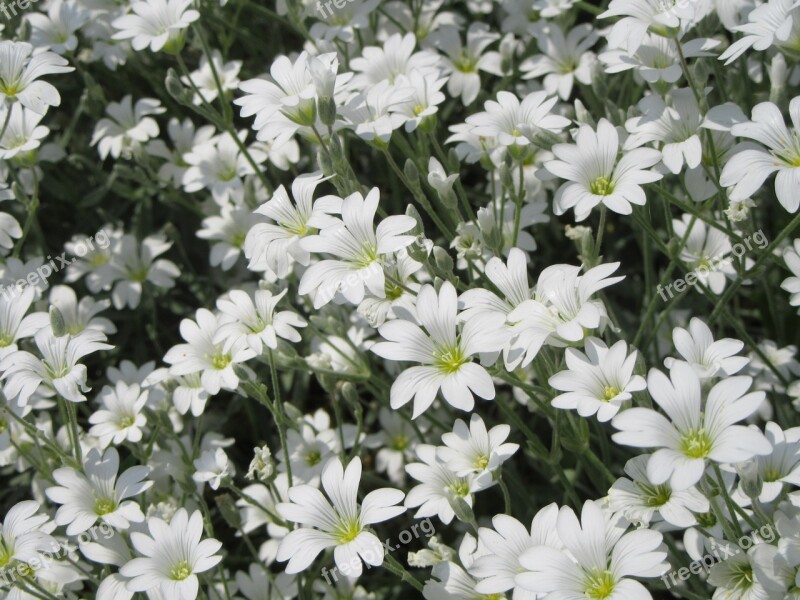 Flowers White White Flowers Free Photos