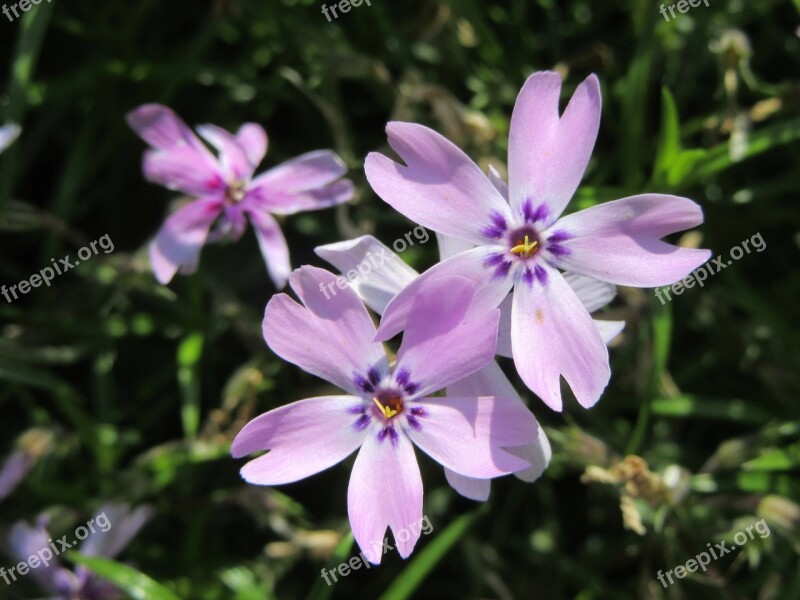 Flowers Violet Violet Flowers Free Photos