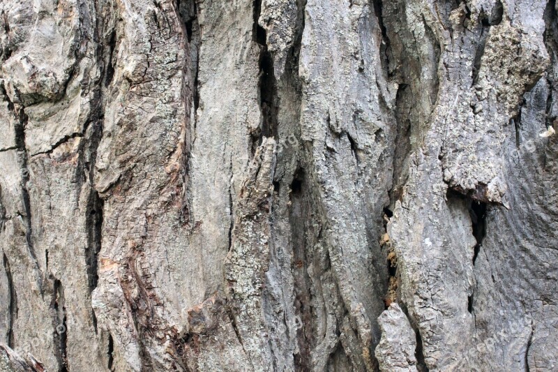 Tree Old Bark Timber Rough