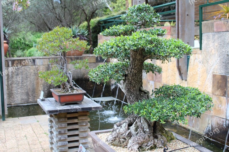 Bonsai Trees Japanese Free Photos