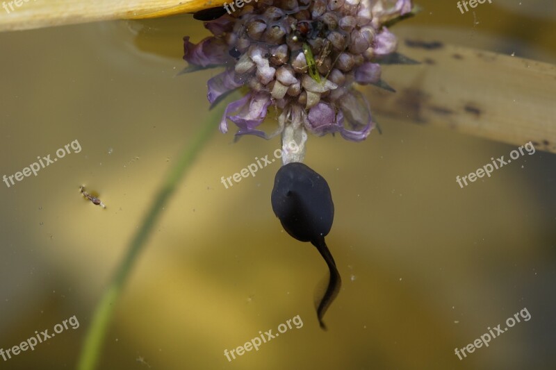 Tadpole Spring Frog Swim Curious