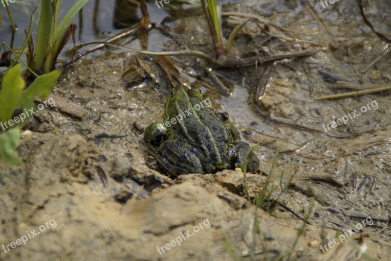 Frog Habitat Mud Moist Lake