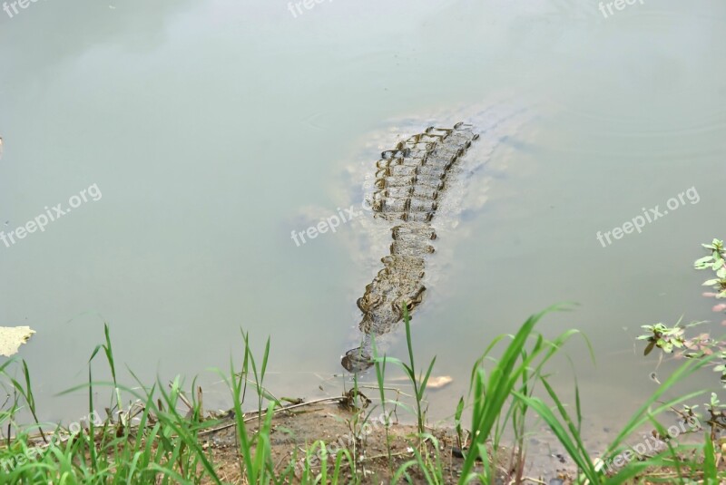 South Africa Crocodile Lookout Wild Reptile