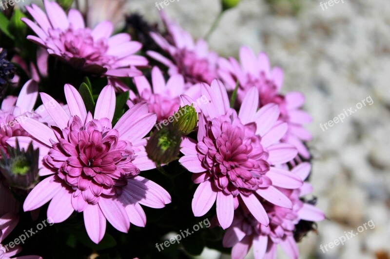 Flowers Pink Blossom Bloom Nature