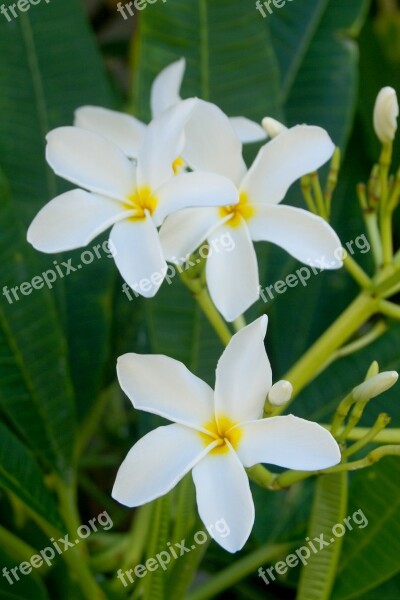 Flower Frangipani Exotic White Free Photos