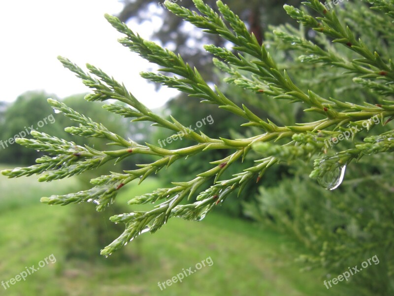 Tuja Branch Green Structure Nature