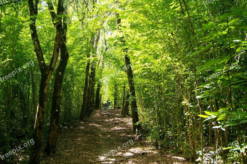 Rainforest Martinique Caribbean Trail Free Photos