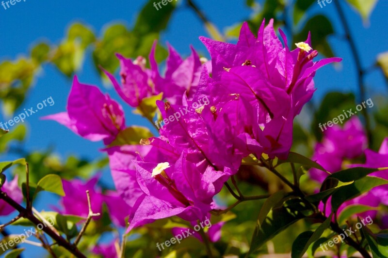 Bougainvillea Pink Flowers Nature Free Photos