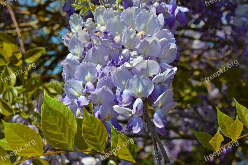 Blue Rain Wisteria Blue Flowers Flowers Blue