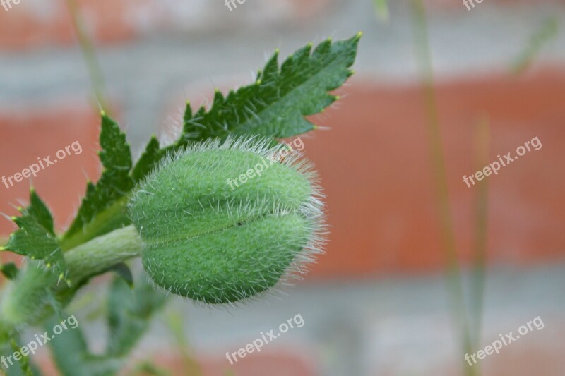 Boll Klatschmohn Poppy Spring Wall