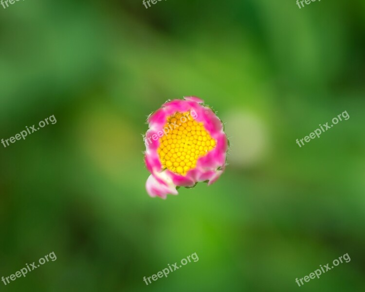 Daisy Center Middle Centered Flower