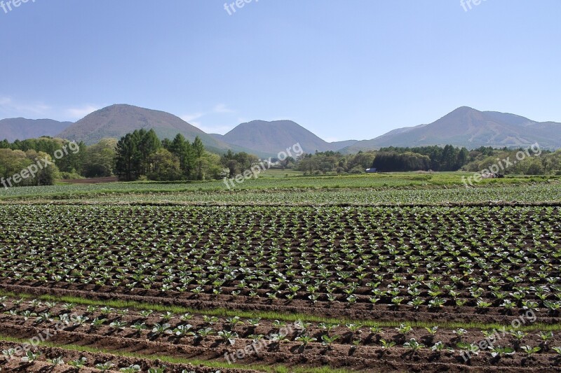 Tsumagoi Nagano Shinshu Cabbage Cabbage Field