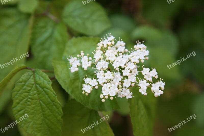 Deolkkwong Trees Gamaksal Trees Bracing White Sugar Tree Flowers Wood