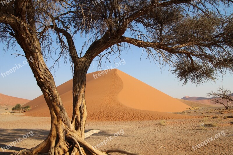 Tree Namibia Desert Africa Safari Nature