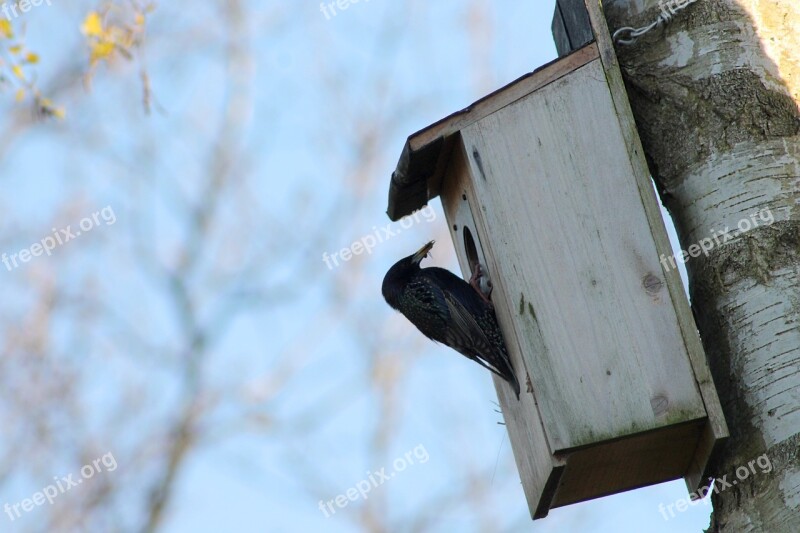 Cataracts Garden Birds Nesting Box Cubs Food