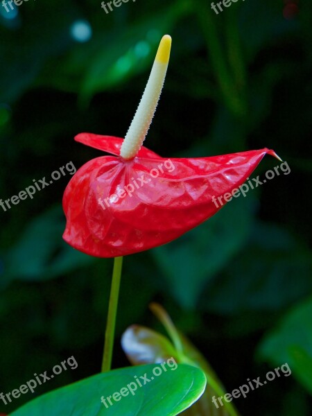 Flower Blossom Bloom Flowering Stems Red