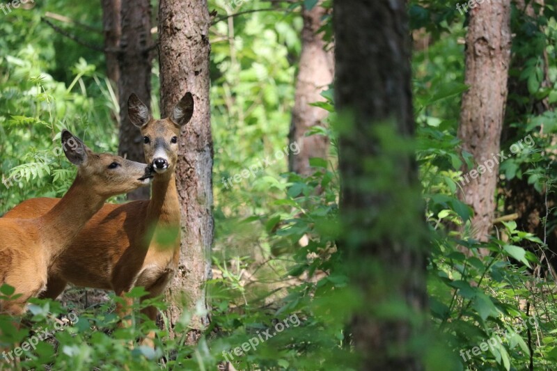 Deer Kiss Forest Trees Branch Branches