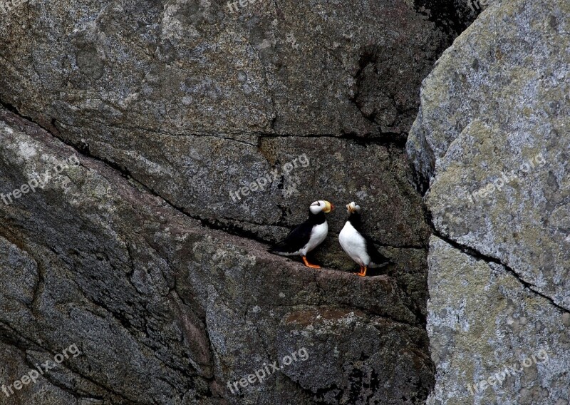 Horned Puffins Ledge Birds Wildlife Nature