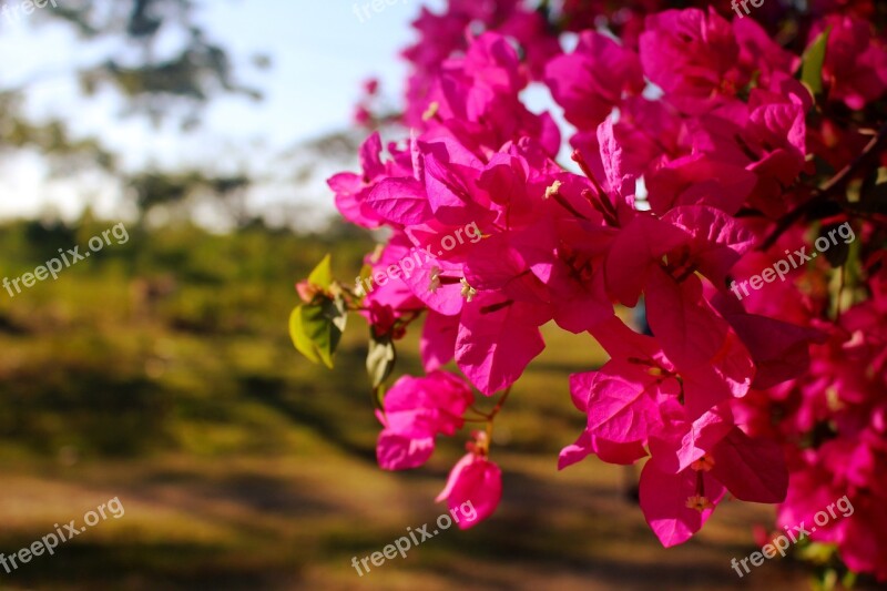 Flowers Fuchsia Garden Plant Color