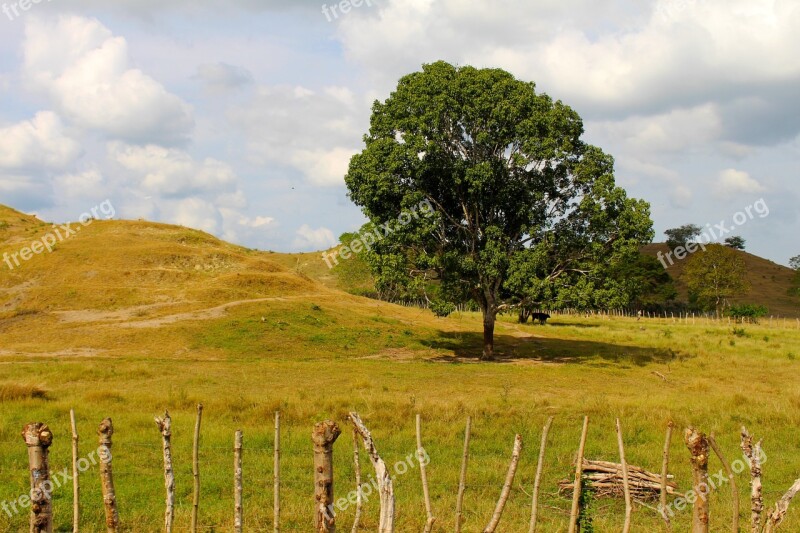 Tree Nature Landscape Sky Trees