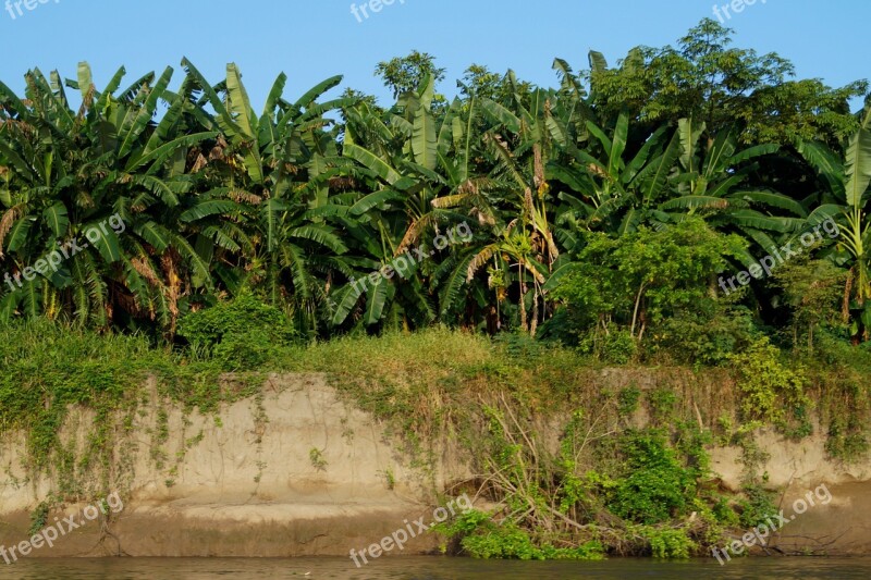 Banana Colombian Colombia Santander River