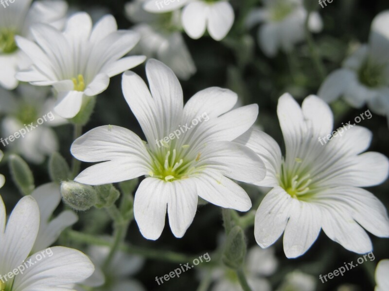 Flowers White White Flowers Free Photos