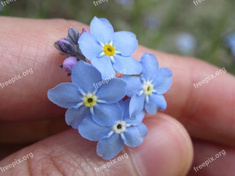 Forget-me-not Flowers Blue Hand Fingers