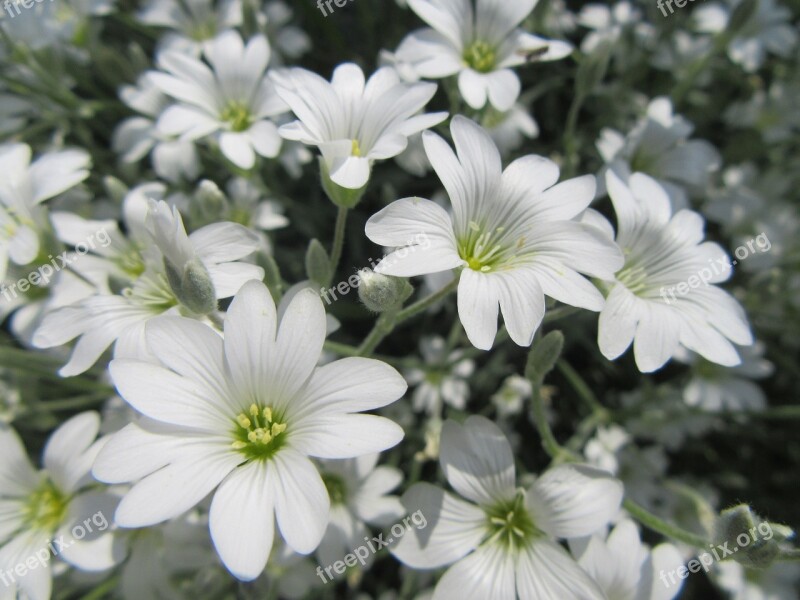 Flowers White White Flowers Free Photos