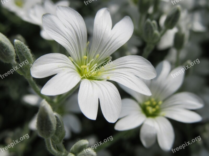 Flowers White White Flowers Free Photos