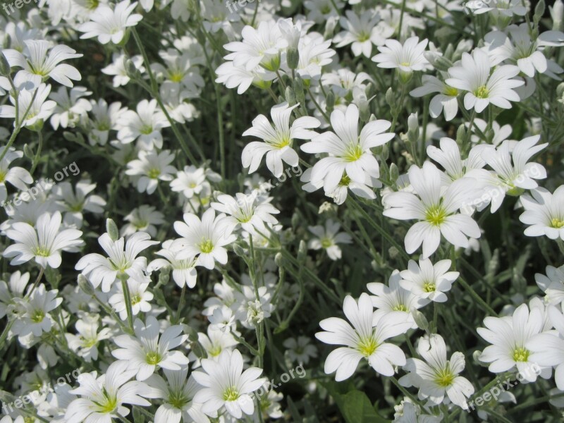 Flowers White White Flowers Free Photos