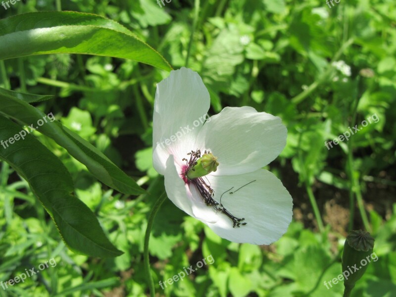 White Poppy Green Flower White Poppy