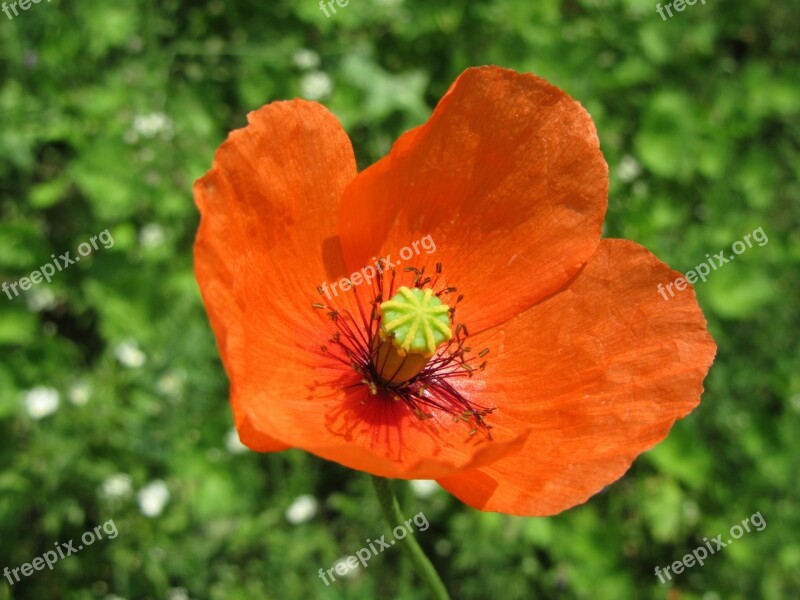 Red Poppy Green Flower Red Poppy