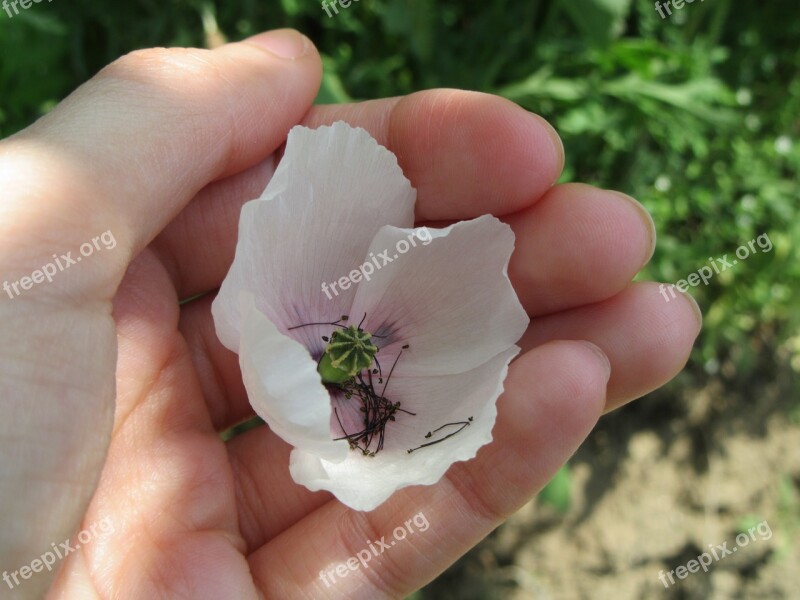 White Poppy Green Flower White Poppy