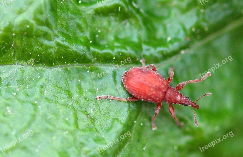 Beetle Small Beetle Sorrel-spitzmausrüssler Apion Frumentarium Weevils