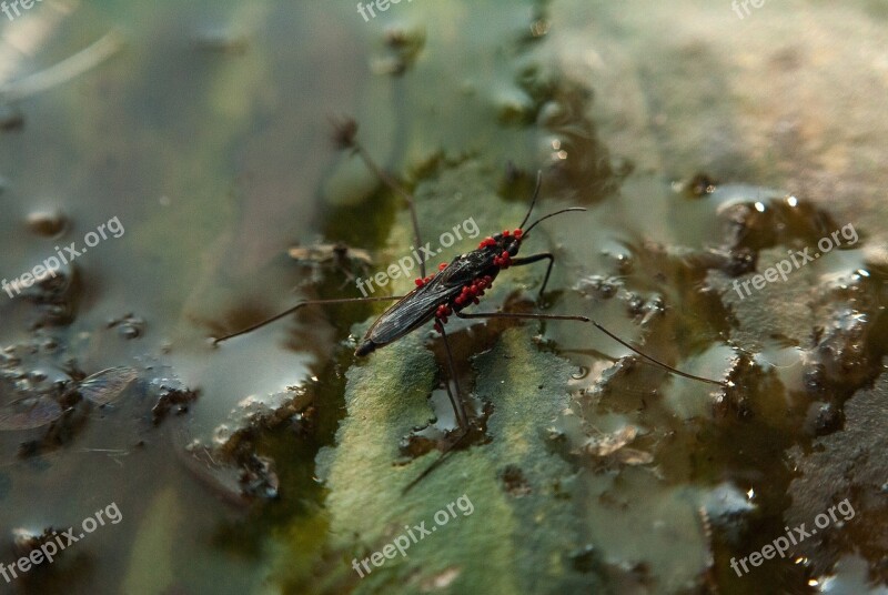 Strider Mite Red Mite Water Strider Water