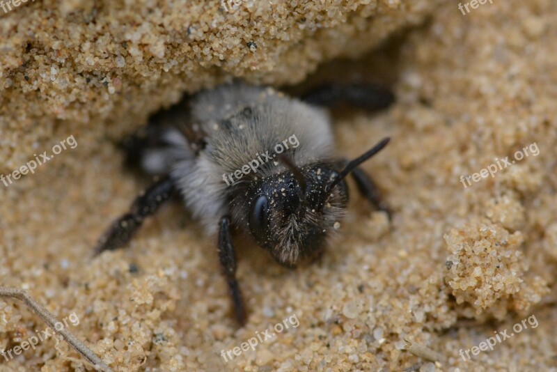 Bee Wild Bee Nature Macro Insect