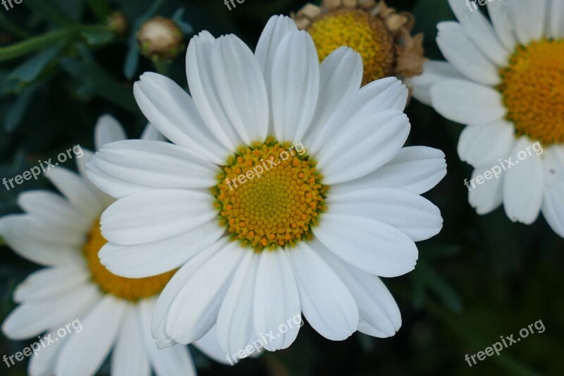 Close Up Margarite Flower Plant Garden