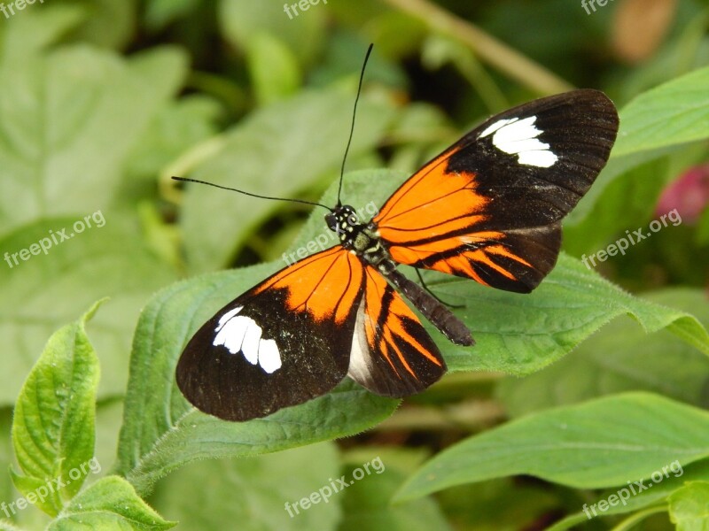 Butterfly Beautiful Nature Orange Black