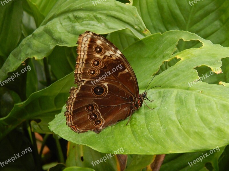 Butterfly Owl Brown Nature Pattern